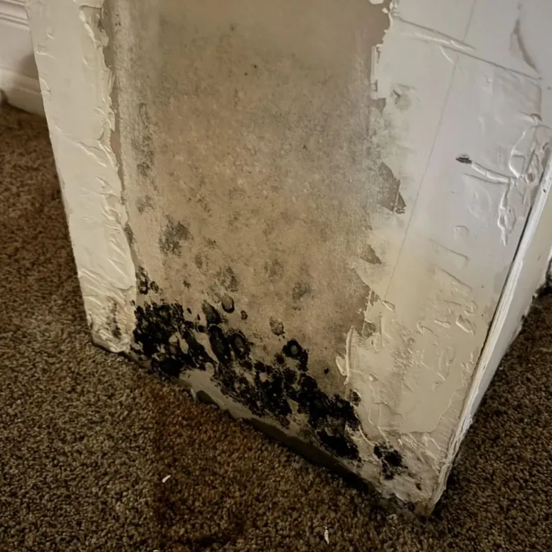 Professional Mold Removal in Genoa, IL